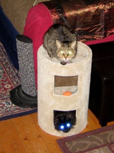 Alien demon cats take over the new scratching post.