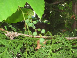 CedarGrapes 2013 At home in the trees