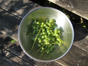 CedarGrapes 2013 ReadyToEat