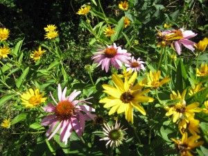 Coneflower (Echinacea) and False Sunflowers