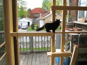 Miss Kitty trying out the new shelves