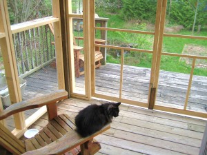 Miss Kitty Fantastico in her new outside room