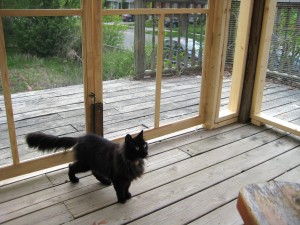 Miss Kitty in the new outside room, May 2013