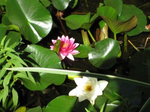 Pond Lillies - August 2013