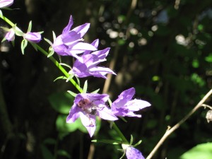 Purple flowers - with visitor