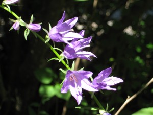 Purple flowers in sunbeam